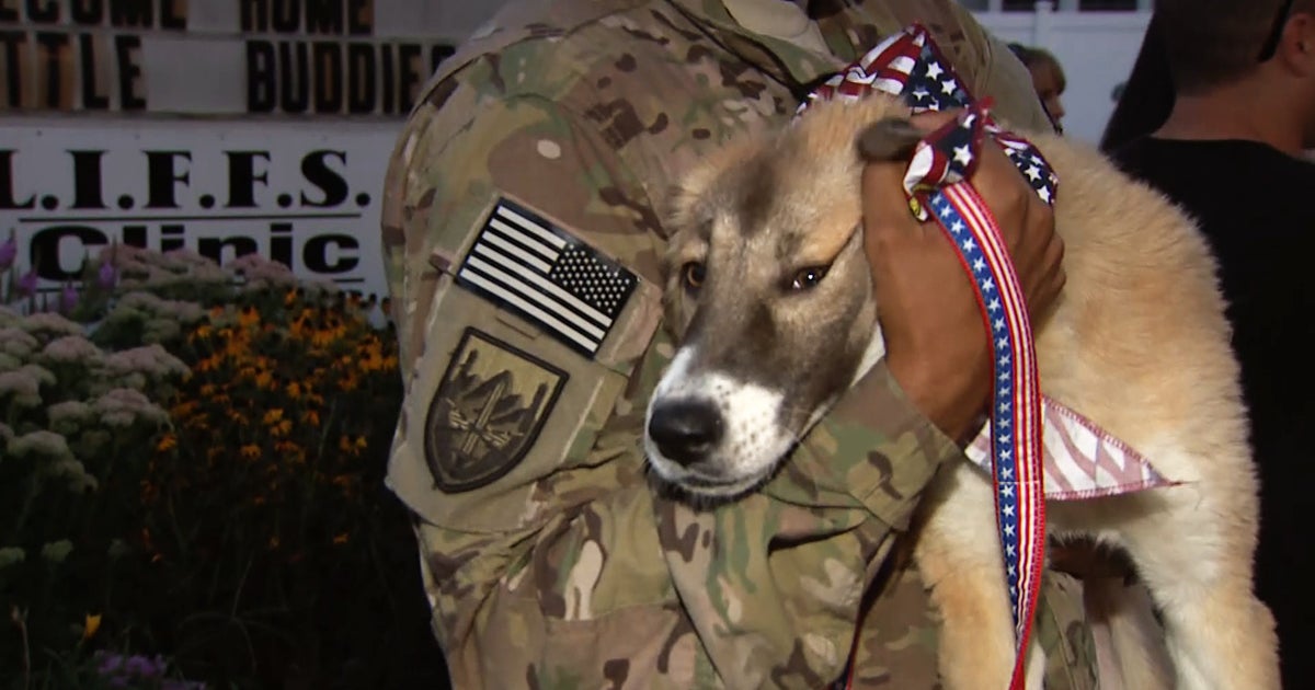 Soldiers reunited with their military dogs - CBS News