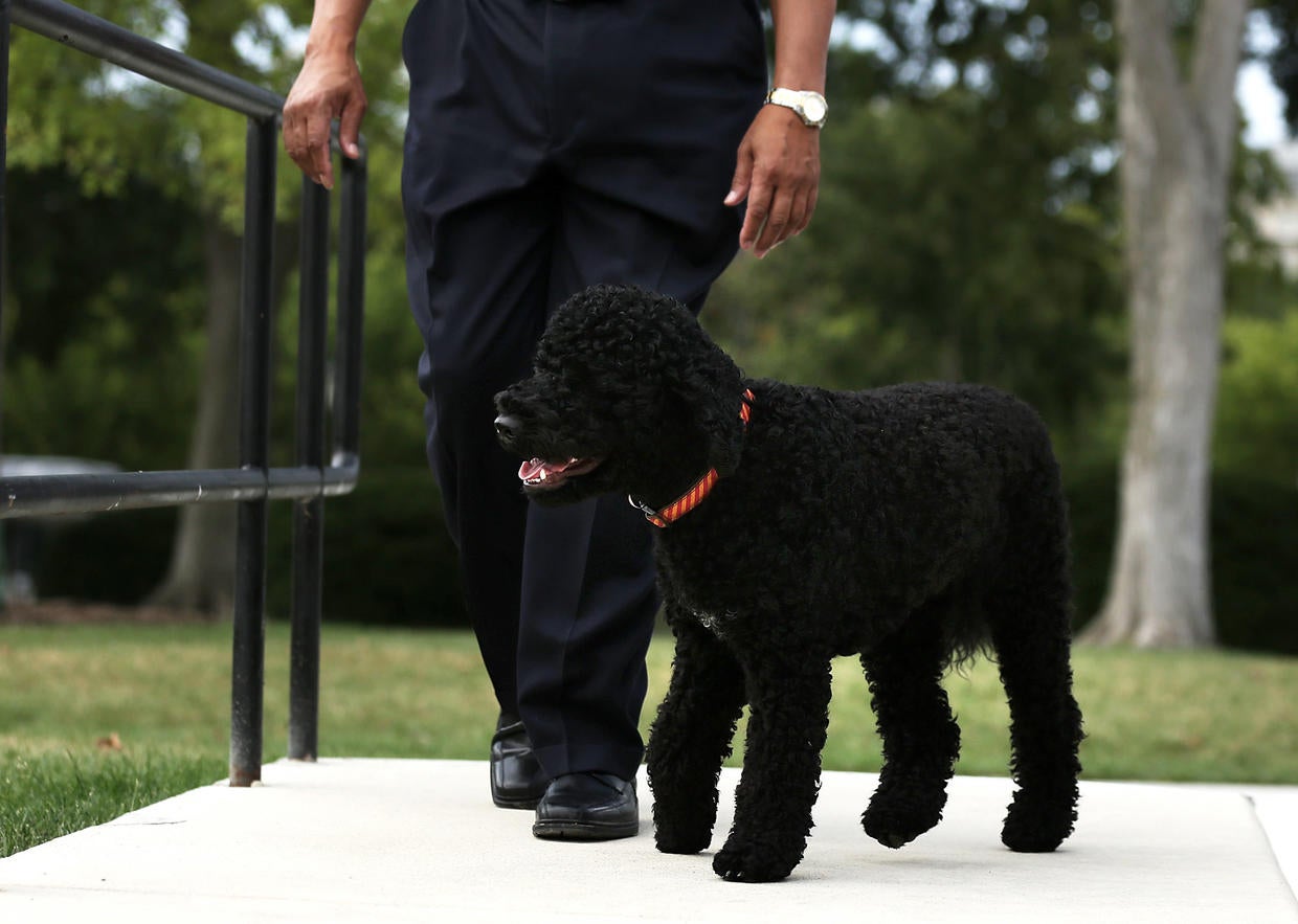 New top dog at the White House Photo 1 CBS News
