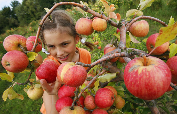 A girl picks apples at an orchard near t 