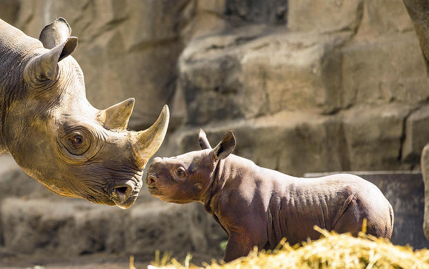 Baby Rhino in outside habitat 