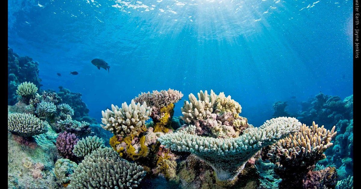 New website provides panoramic images of world's coral reefs CBS News