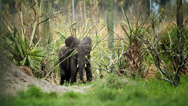 Elephants in the orange grove 