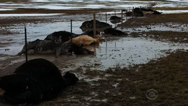 100,000 cattle feared dead after early South Dakota snowstorm CBS News