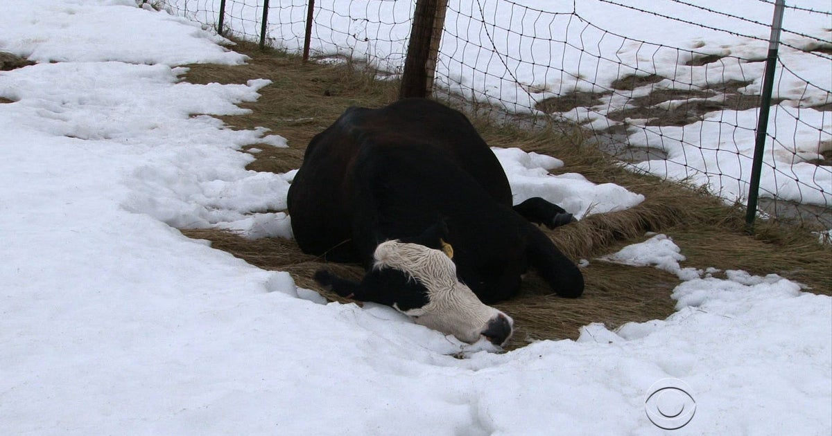 Thousands of cows killed in early S.D. blizzard CBS News