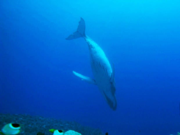 The humpback song can be 20 minutes long, and they repeat the same song again and again.