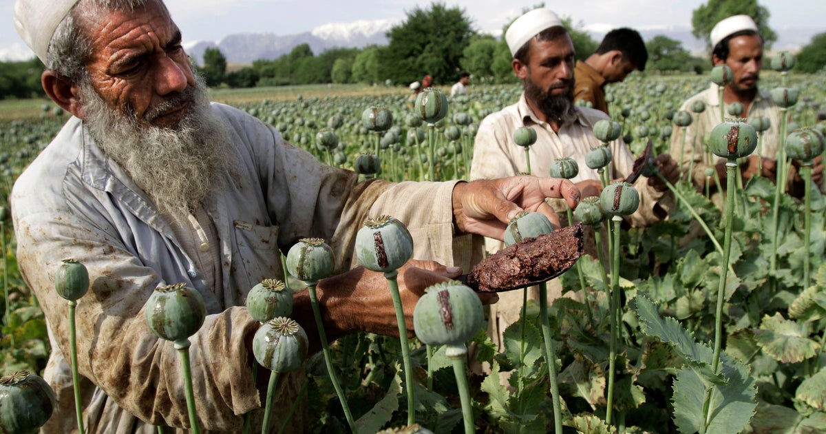 afghanistan s drug trade Myths & facts about fighting the opium trade in afghanistan myth no 1: afghanistan’s abundant poppy crop can be refined into biodiesel to serve as the country’s principal agricultural product. afghanistan s drug trade Myths & facts about fighting the opium trade in afghanistan myth no 1: afghanistan’s abundant poppy crop can be refined into biodiesel to serve as the country’s principal agricultural product.