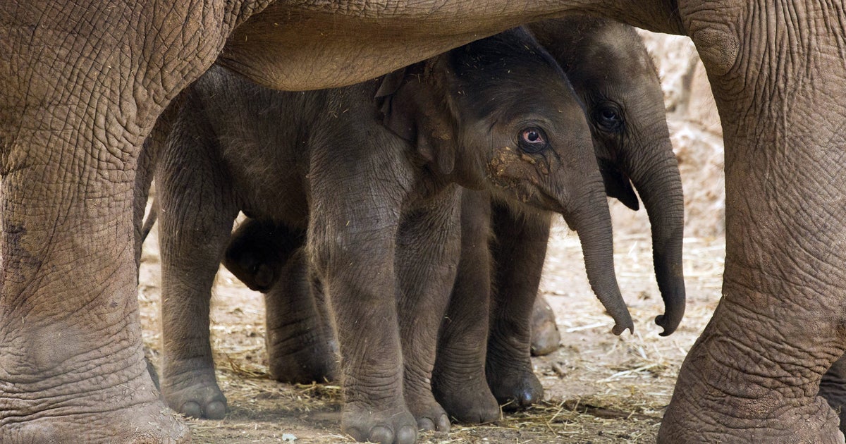 Elephants may mourn deaths, researchers found using YouTube videos