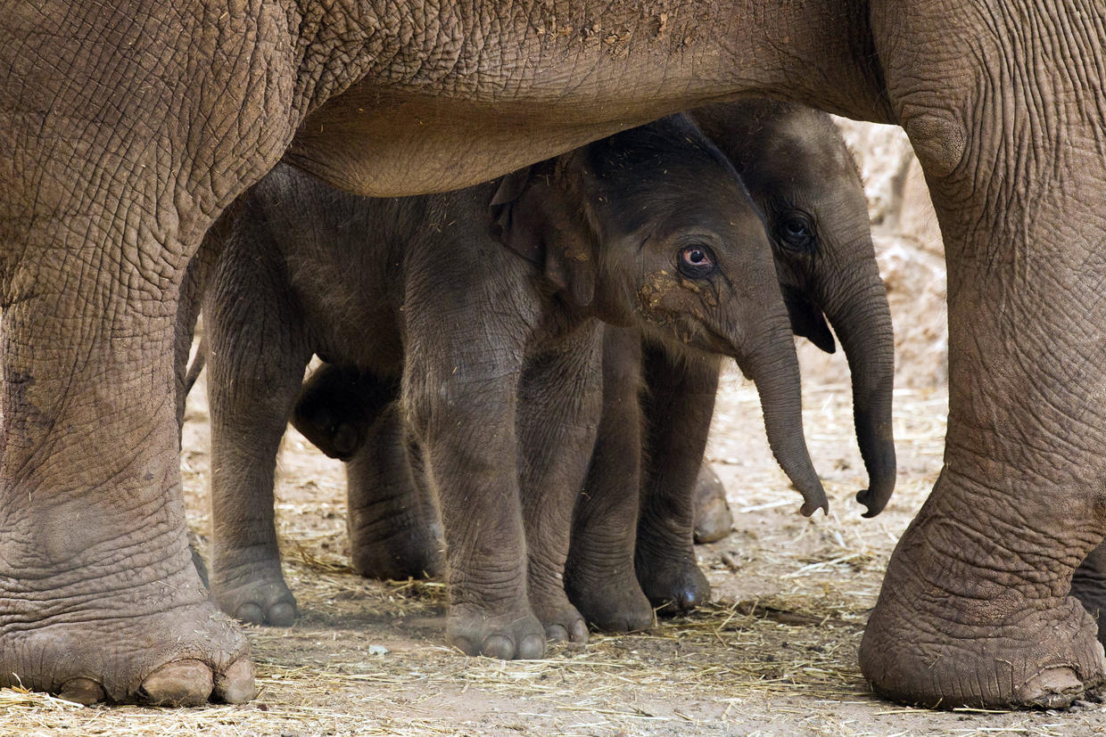 Spain Top animal photos of 2013 Pictures CBS News