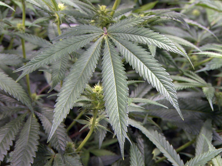 Marijuana_Leaf.jpg