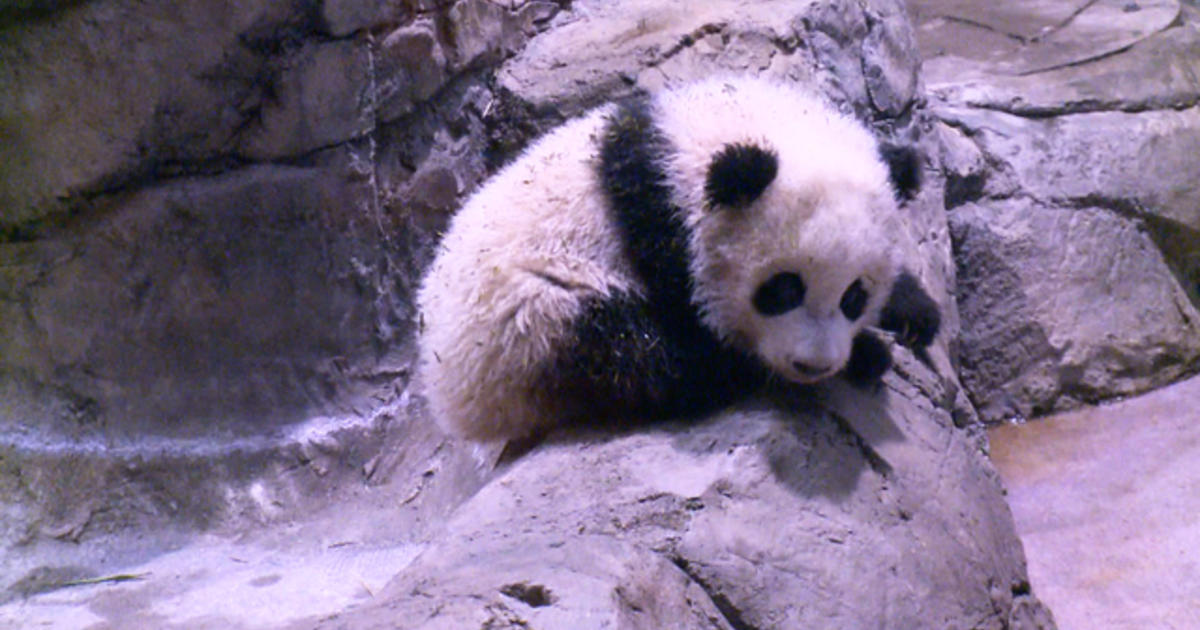 Baby panda makes public debut at National Zoo - CBS News