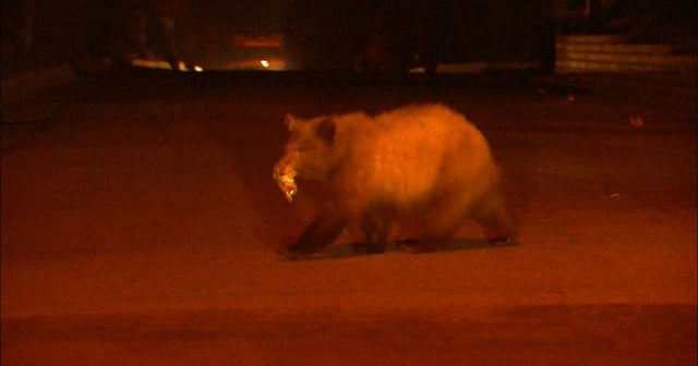 Bears on the loose in Pasadena, Calif. put residents on edge CBS News