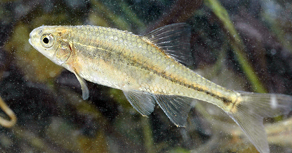 Tiny minnow is 1st fish taken off endangered list - CBS News