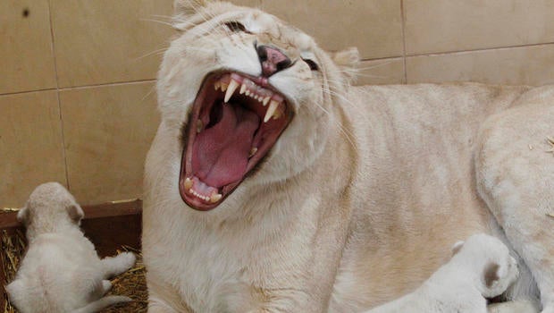 mamalionroarap59046994573-1.jpg