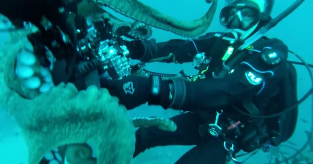Watch Giant octopus grabs diver’s camera Videos CBS News