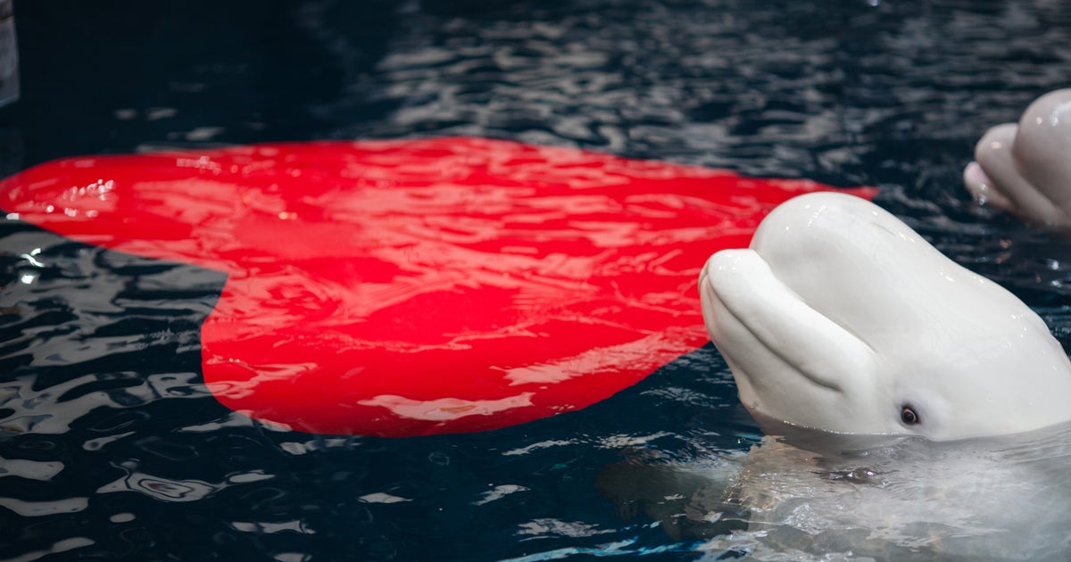Valentine's Day at the aquarium CBS News