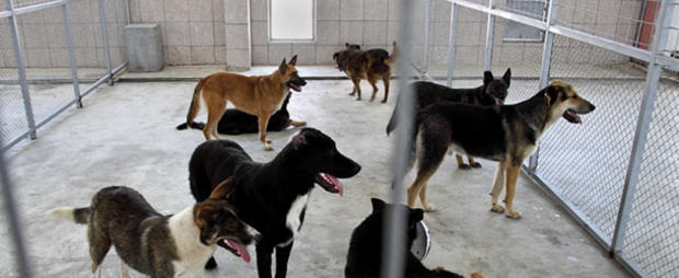 dog shelter animal rescue 610x250 