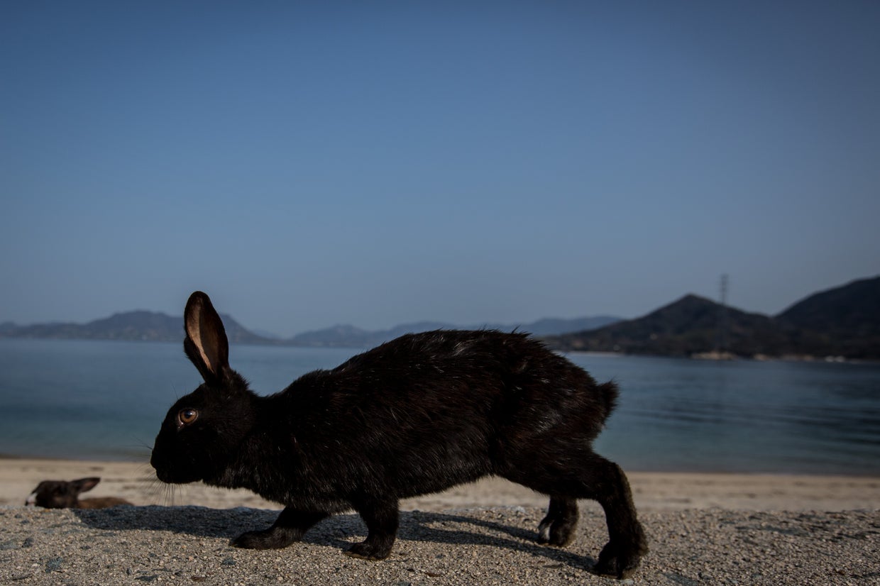 Остров окуносима япония. Окуносима. Кролик испания кроличий остров. Остров кроликов окуносима. Окуносима в японии.