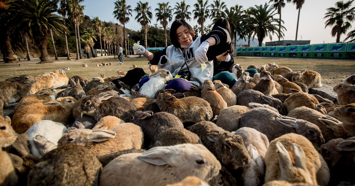 Japan's island of bunnies