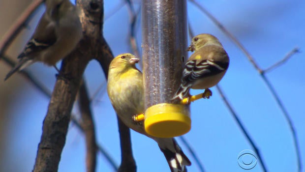 birdseat.jpg