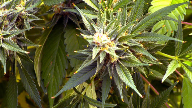High Times: Marijuana Crimes 
