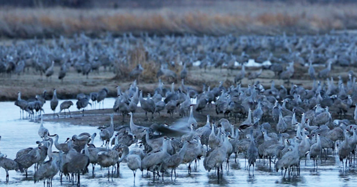 Bird lovers flock to witness sandhill crane migration CBS News