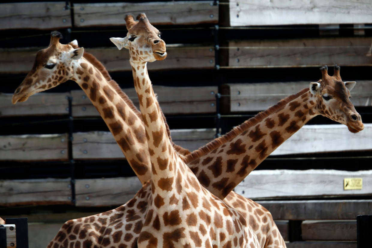 France Paris zoo reopens Pictures CBS News
