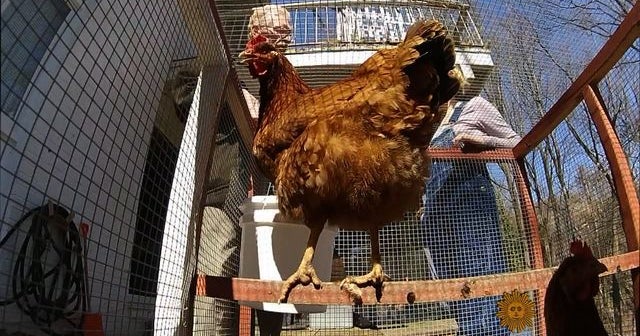 Freerange chickens for rent CBS News