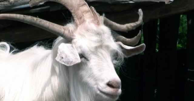 Goats with multiple horns breeding in Romania CBS News