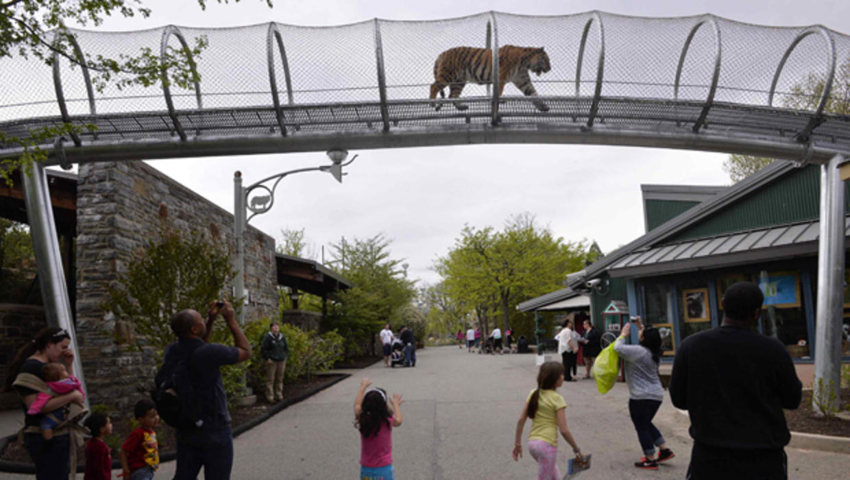 Big Cat Crossing at Philadelphia Zoo lets tigers stray outside exhibit