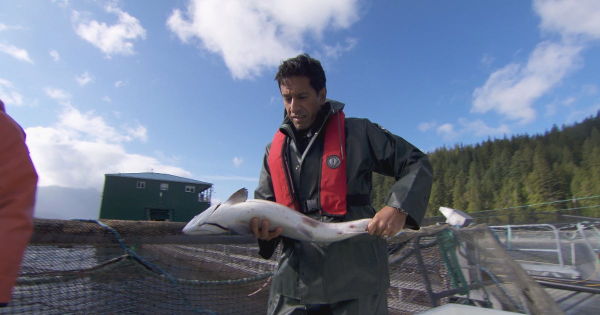Wildcaught or farmed? The diner's dilemma CBS News