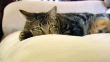 herocat660.jpg