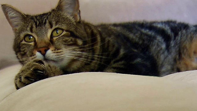 cat protects kid from dog