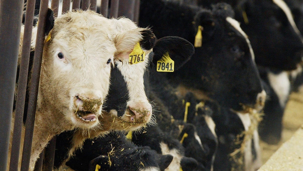 mad cow essay mad cow essay