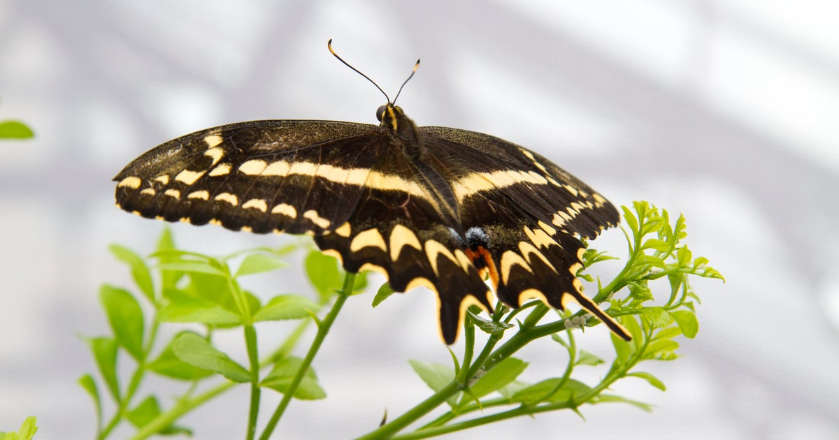 Endangered Florida butterfly making a comeback CBS News