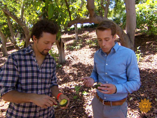 jason mraz avocado shirt