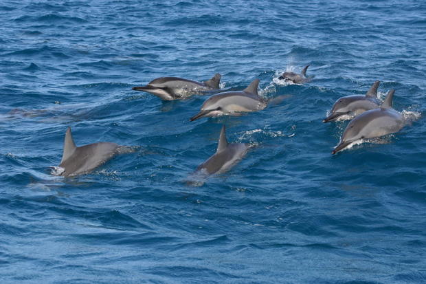 dolphins  