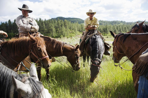 Grazing on federal land - Modern day cowboys drive cattle in Colorado ...