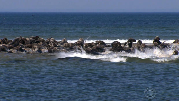 seals.jpg
