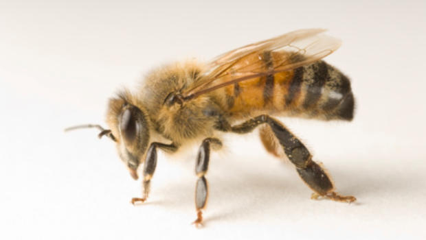 Buzz over bee venom in cancer research - CBS News