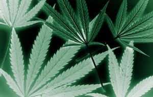 marijuana-nationphotodune-2902620-marijuana-l.jpg 