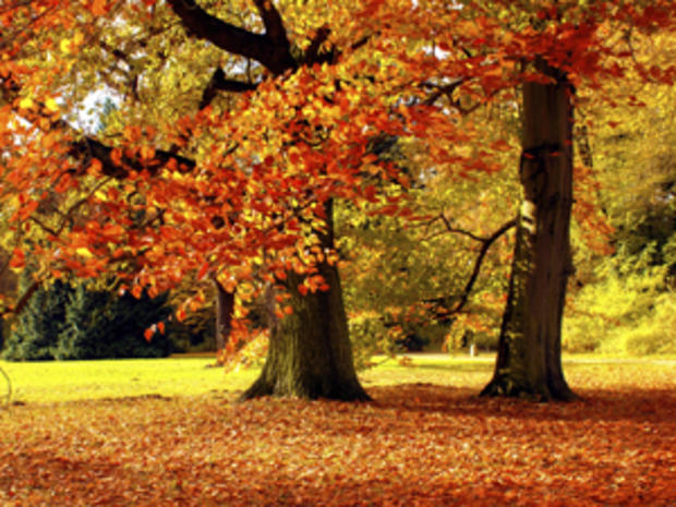 fall foliage 
