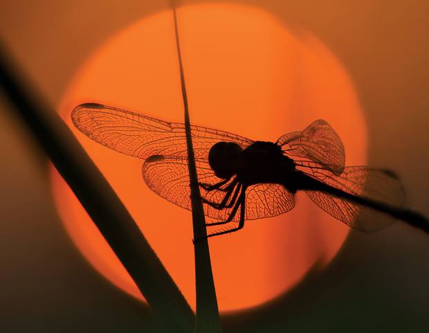 dragonfly-dawn-cbs.png 