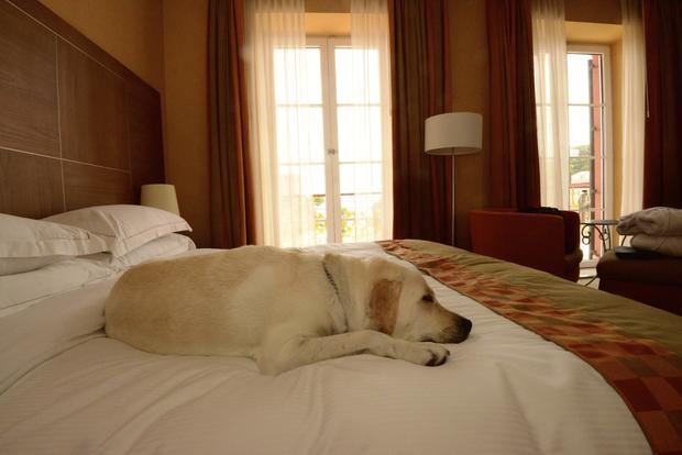 dog hotel bed resting sleeping 