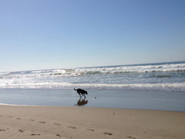 Dog Beach (Credit, Randy Yagi) 