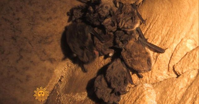 Nature Bats of Vermont CBS News