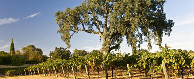 paso robles vineyard wine 610 header 
