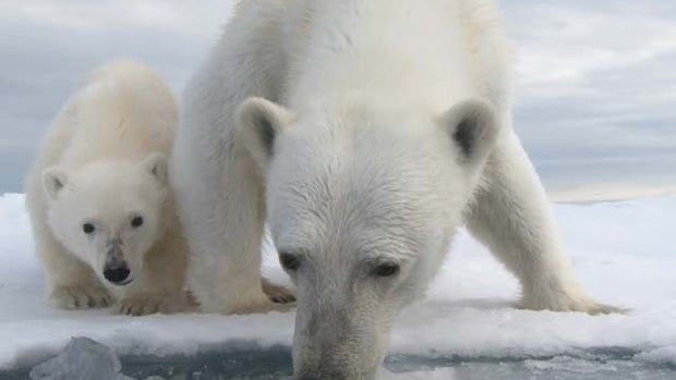 11 species threatened by climate change