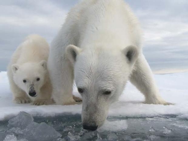 polar-bears.jpg 