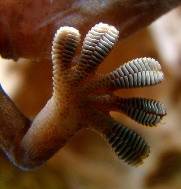 459px-Gecko_foot_on_glass 
