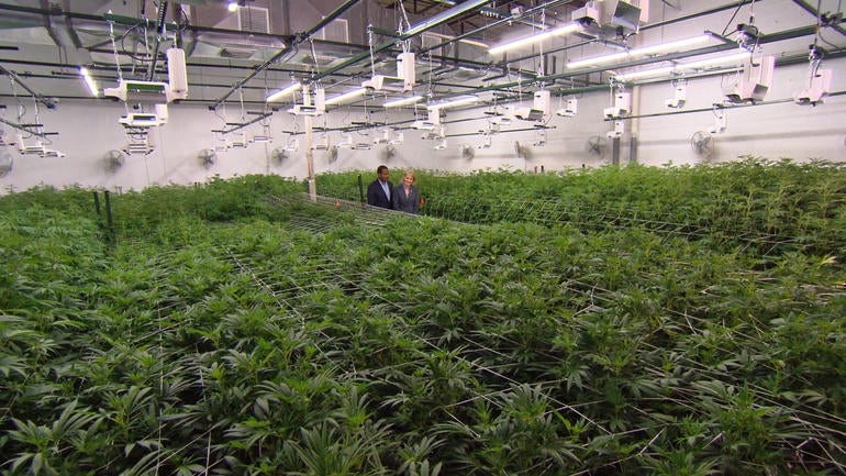grow-room-at-mindful001.jpg